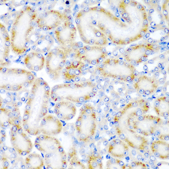 a09494 wrb primary antiboties ihc testing 2