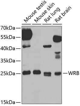 a09494 wrb primary antiboties wb testing 1
