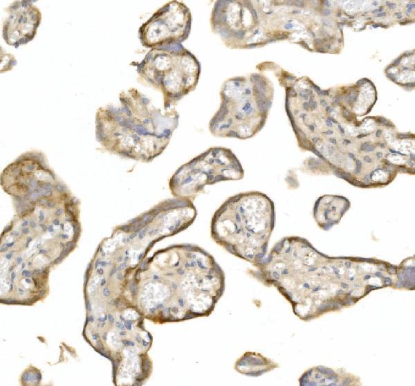 a09496 2 ly6e primary antibodies ihc testing 2
