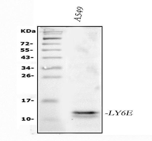 a09496 2 ly6e primary antibodies wb testing 1_1