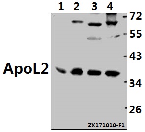 a09503 apol2 primary antiboties wb testing 1