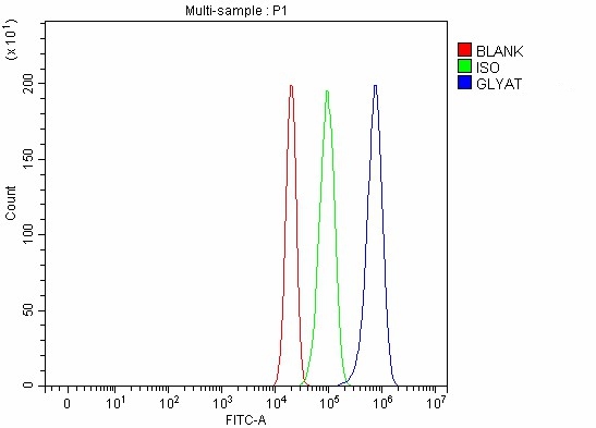  Flow Cytometry analysis of RT4 cells using anti-GLYAT antibody (A09506-1)