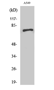 Western Blot analysis of various cells using SCFD1 Polyclonal Antibody
