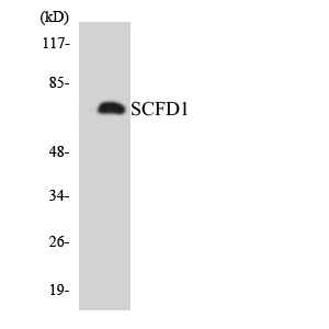 Western blot analysis of the lysates from 293 cells using SCFD1 antibody