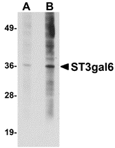 a09513 st3gal6 primary antibodies wb testing 1