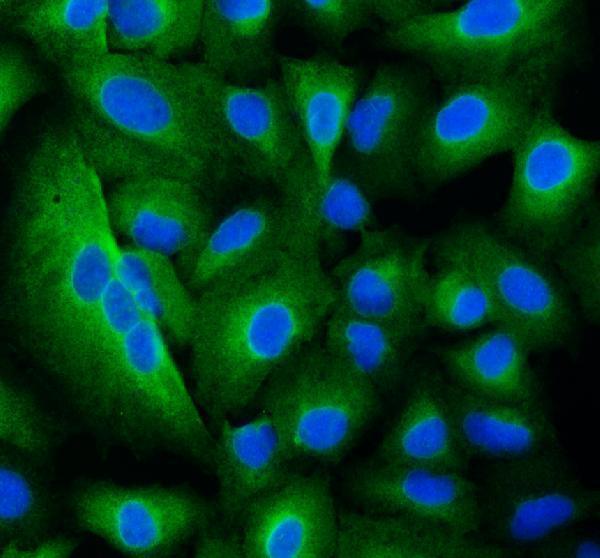 a09514 5 trim16 primary antibodies if testing 1