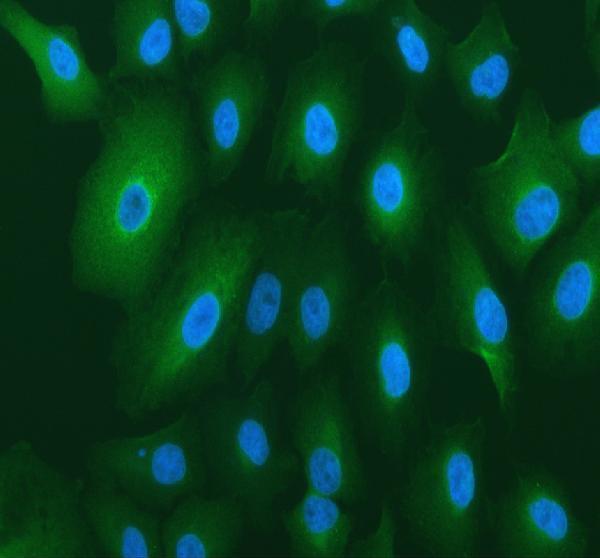 a09514 5 trim16 primary antibodies if testing 1_1