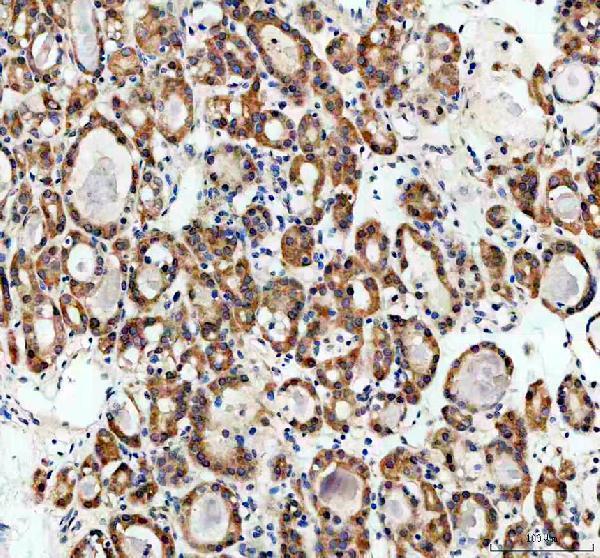 a09514 5 trim16 primary antibodies ihc testing 1