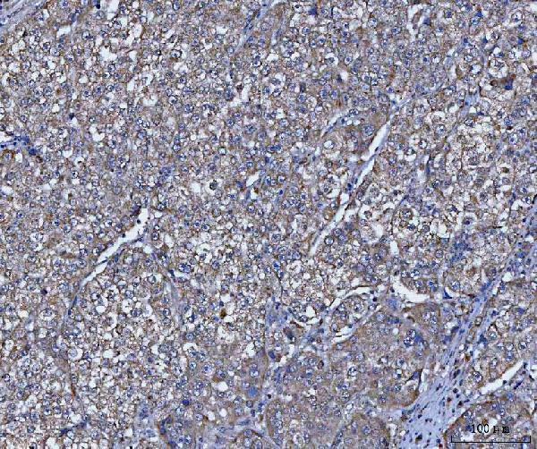 a09514 5 trim16 primary antibodies ihc testing 2