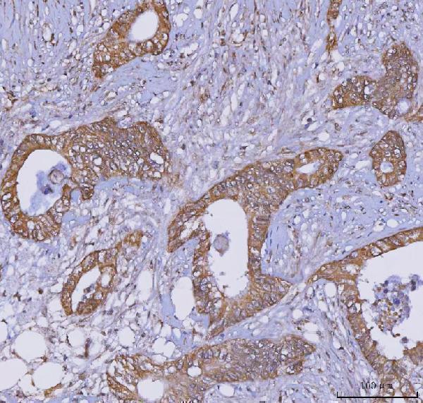 a09514 5 trim16 primary antibodies ihc testing 3
