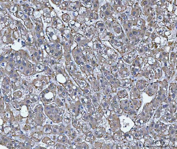 a09514 5 trim16 primary antibodies ihc testing 4