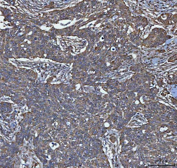 a09514 5 trim16 primary antibodies ihc testing 6