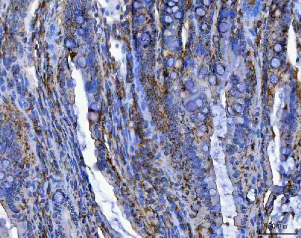 a09514 5 trim16 primary antibodies ihc testing 8