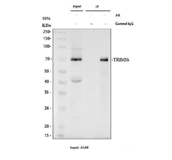 a09514 5 trim16 primary antibodies ip testing 1_1