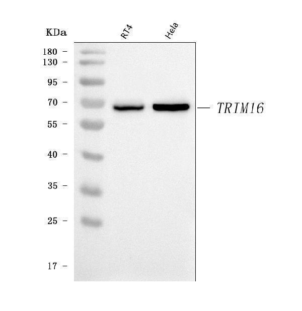 a09514 5 trim16 primary antibodies wb testing 1