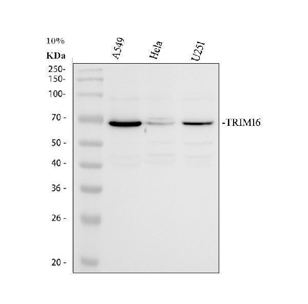 a09514 5 trim16 primary antibodies wb testing 1_1