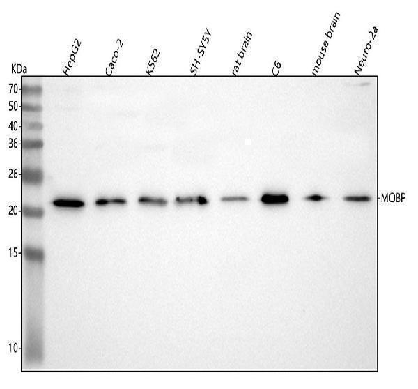  Western blot analysis of MOBP using anti-MOBP antibody (A09516-2)
