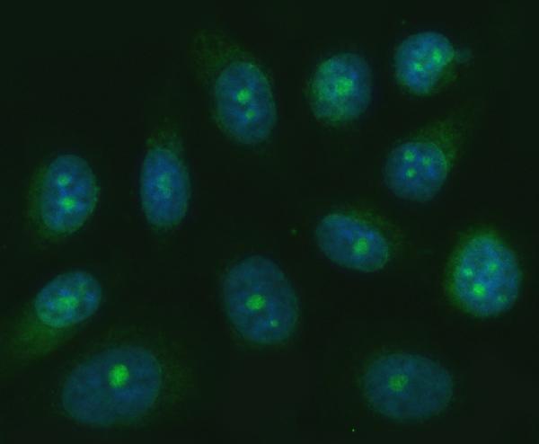 a09518 trank1 primary antibodies if testing 5