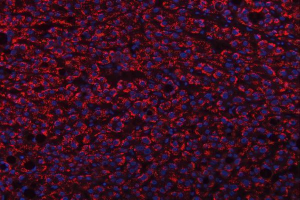 a09518 trank1 primary antibodies if testing 8
