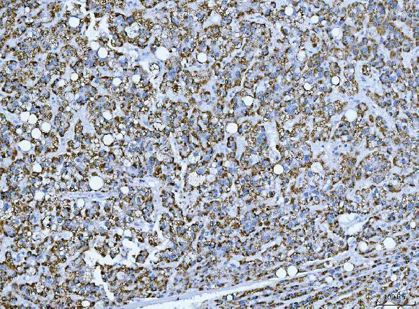 a09518 trank1 primary antibodies ihc testing 2