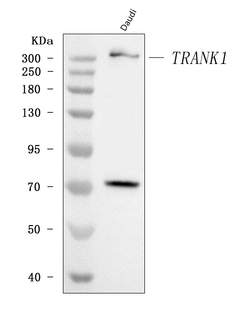 a09518 trank1 primary antibodies wb testing 1