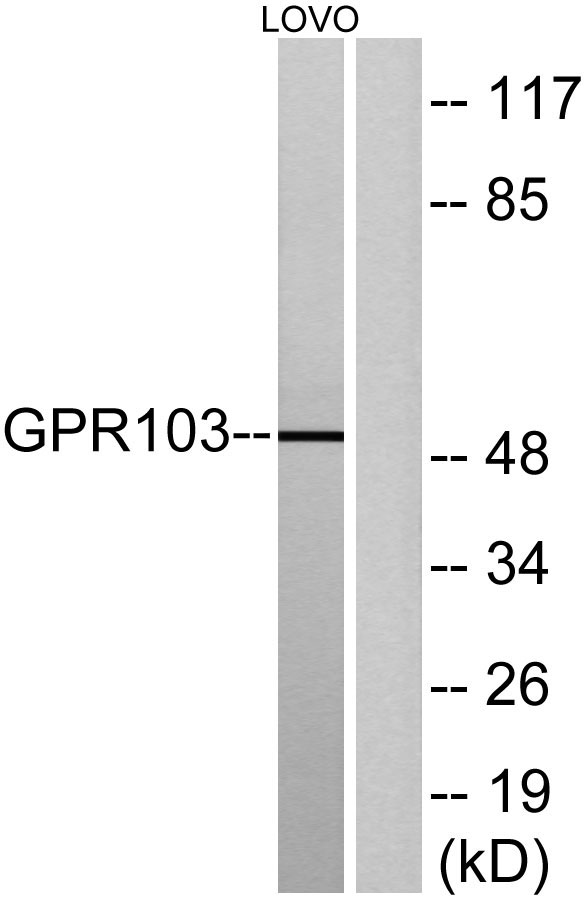a09519 qrfpr primary antibodies wb testing 2