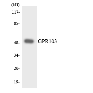 a09519 qrfpr primary antibodies wb testing 3