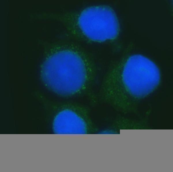  IF analysis of B3GNT2 using anti-B3GNT2 antibody (A09524-1)