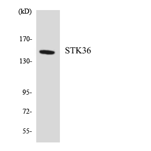 Western blot analysis of the lysates from HepG2 cells using STK36 antibody
