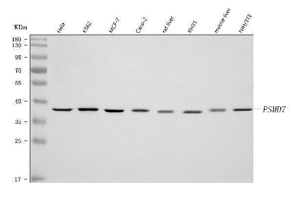  Western blot analysis of PSMD7 using anti-PSMD7 antibody (A09527-1)