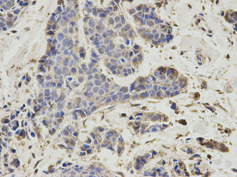a09527 psmd7 primary antiboties ihc testing 2