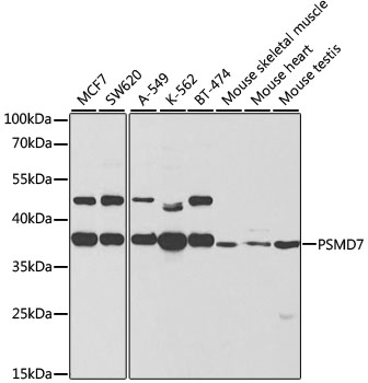 a09527 psmd7 primary antiboties wb testing 1