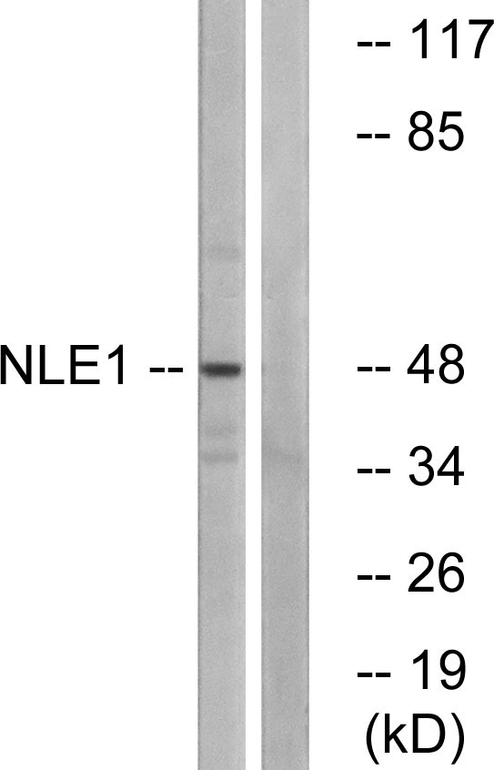 Western blot analysis of lysates from COS cells, using NLE1 Antibody