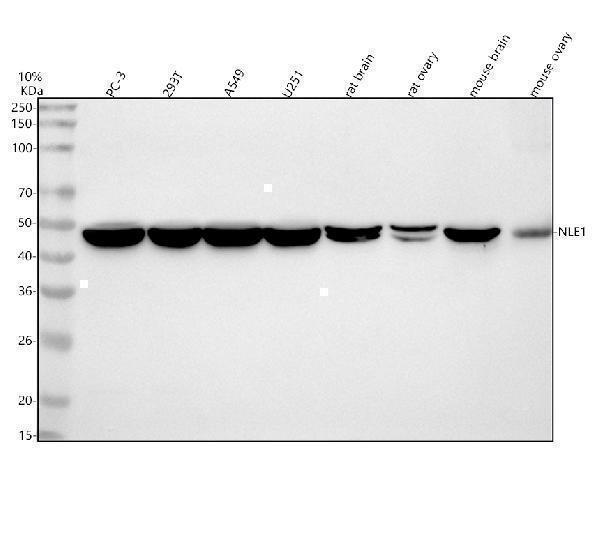  Western blot analysis of NLE1 using anti-NLE1 antibody (A09529-2)