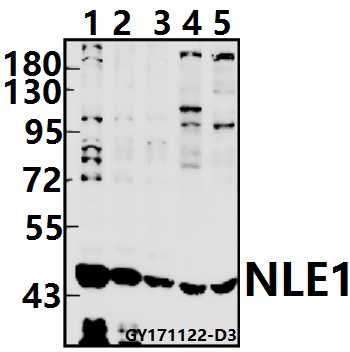 a09529y333 nle1 primary antiboties wb testing 1