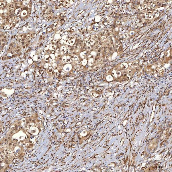 a09533 1 snrpd3 primary antibodies ihc testing 4