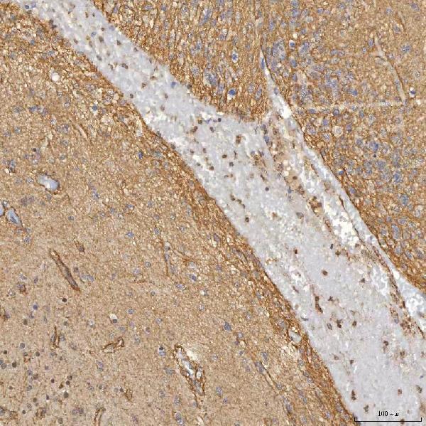 a09533 1 snrpd3 primary antibodies ihc testing 5