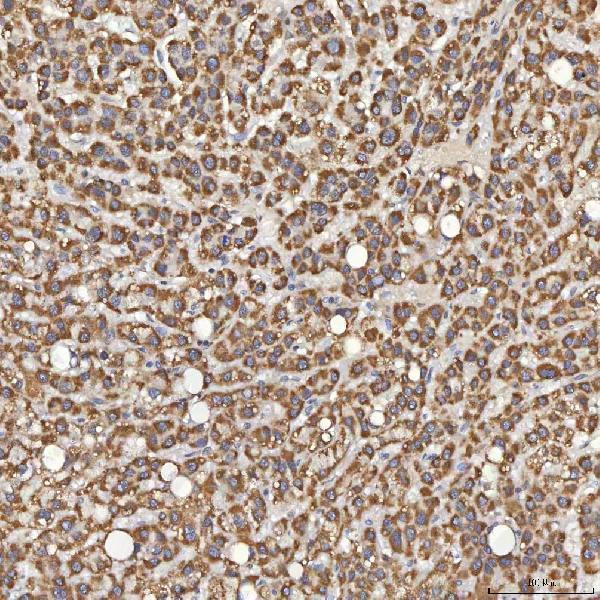 a09533 1 snrpd3 primary antibodies ihc testing 6