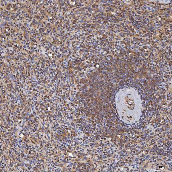 a09533 1 snrpd3 primary antibodies ihc testing 7