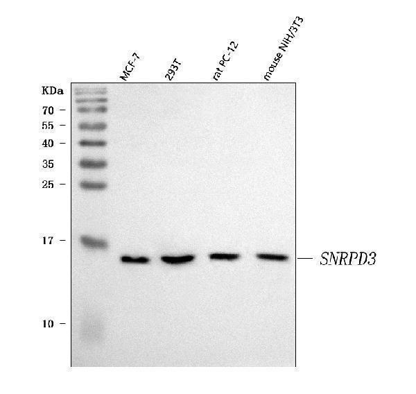  Western blot analysis of Sm-D3/SNRPD3 using anti-Sm-D3/SNRPD3 antibody (A09533-1)