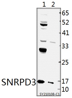 a09533 snrpd3 primary antiboties wb testing 1