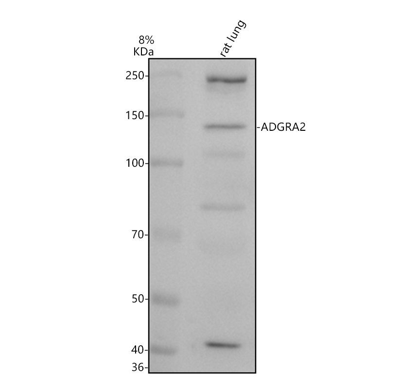 a09540 2 adgra2 primary antibodies wb testing 1