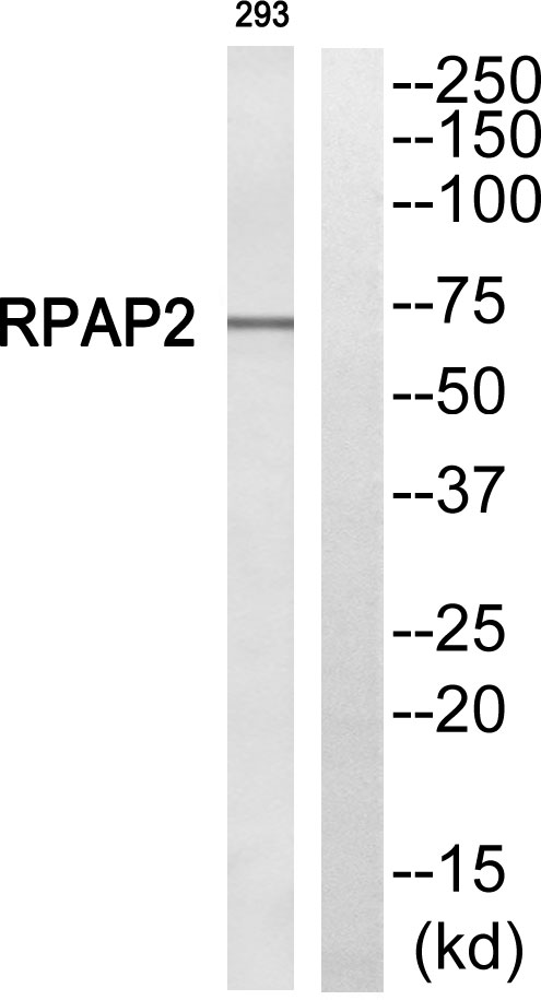 a09543 rpap2 primary antibodies wb testing 1