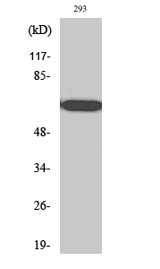 a09543 rpap2 primary antibodies wb testing 2