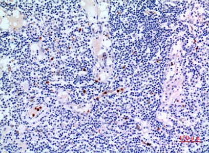 a09544 1 idh3a primary antibodies ihc testing 1