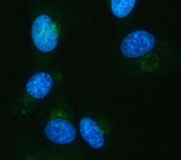 a09544 3 idh3a primary antibodies if testing 5