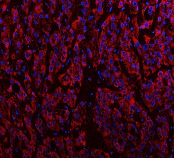 a09544 3 idh3a primary antibodies if testing 6