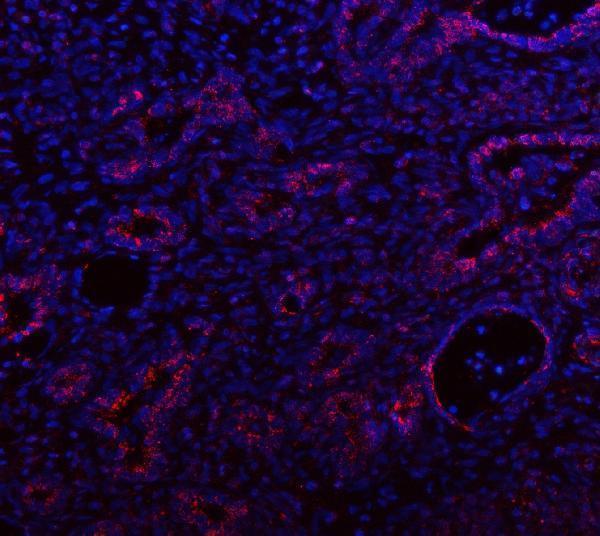 a09544 3 idh3a primary antibodies if testing 7