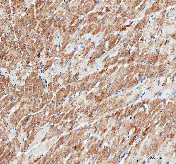 a09544 3 idh3a primary antibodies ihc testing 4