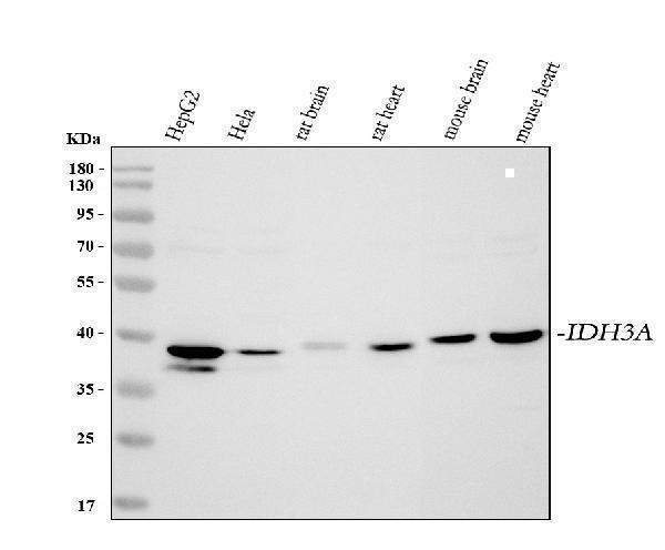 a09544 3 idh3a primary antibodies wb testing 1